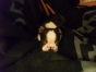 boston-terrier-pictures-december-2010 maxwell the boston terrier